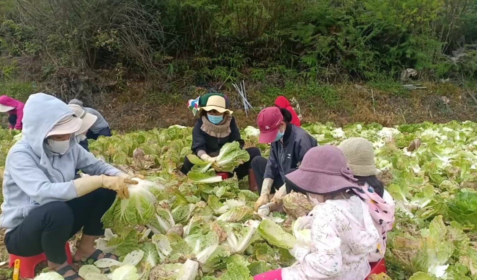 Caritas Ðà Lạt kết thúc “Những chuyến nông sản yêu thương” với gần 1.000 tấn hỗ trợ vùng dịch