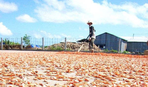 Nghề tôm khô ở vùng đất Tiệm Tôm