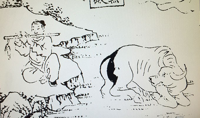 Mùa xuân... “chăn trâu”