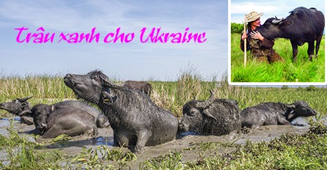 Trâu xanh cho Ukraine