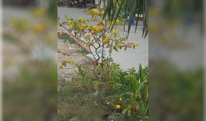 Mai vẫn nở hoài sau Tết...