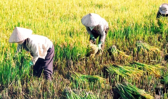 Những ngón chân đóng phèn