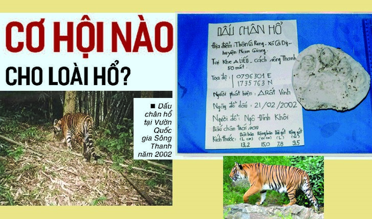 Cơ hội nào cho loài hổ?