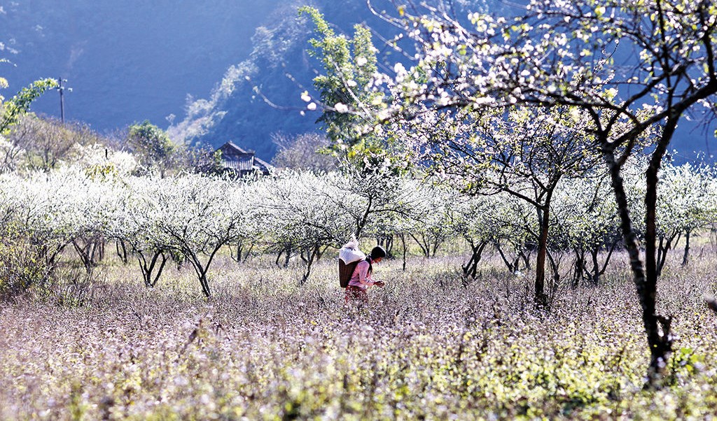 Sắc Xuân miền Tây Bắc
