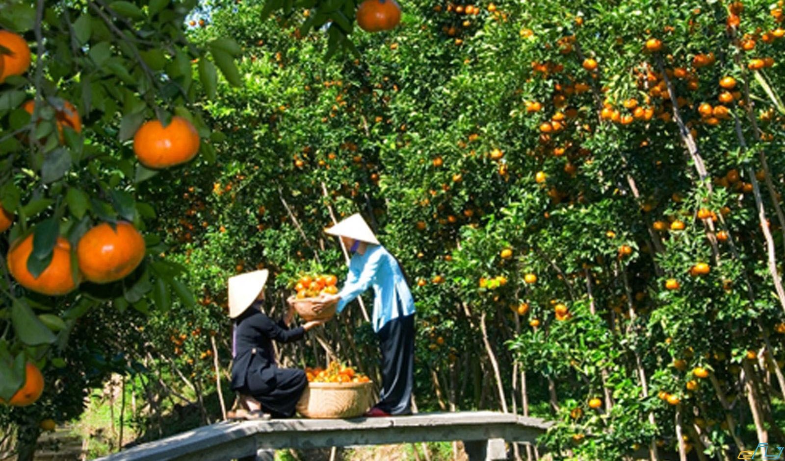 Cây nhà lá vườn trước ngõ