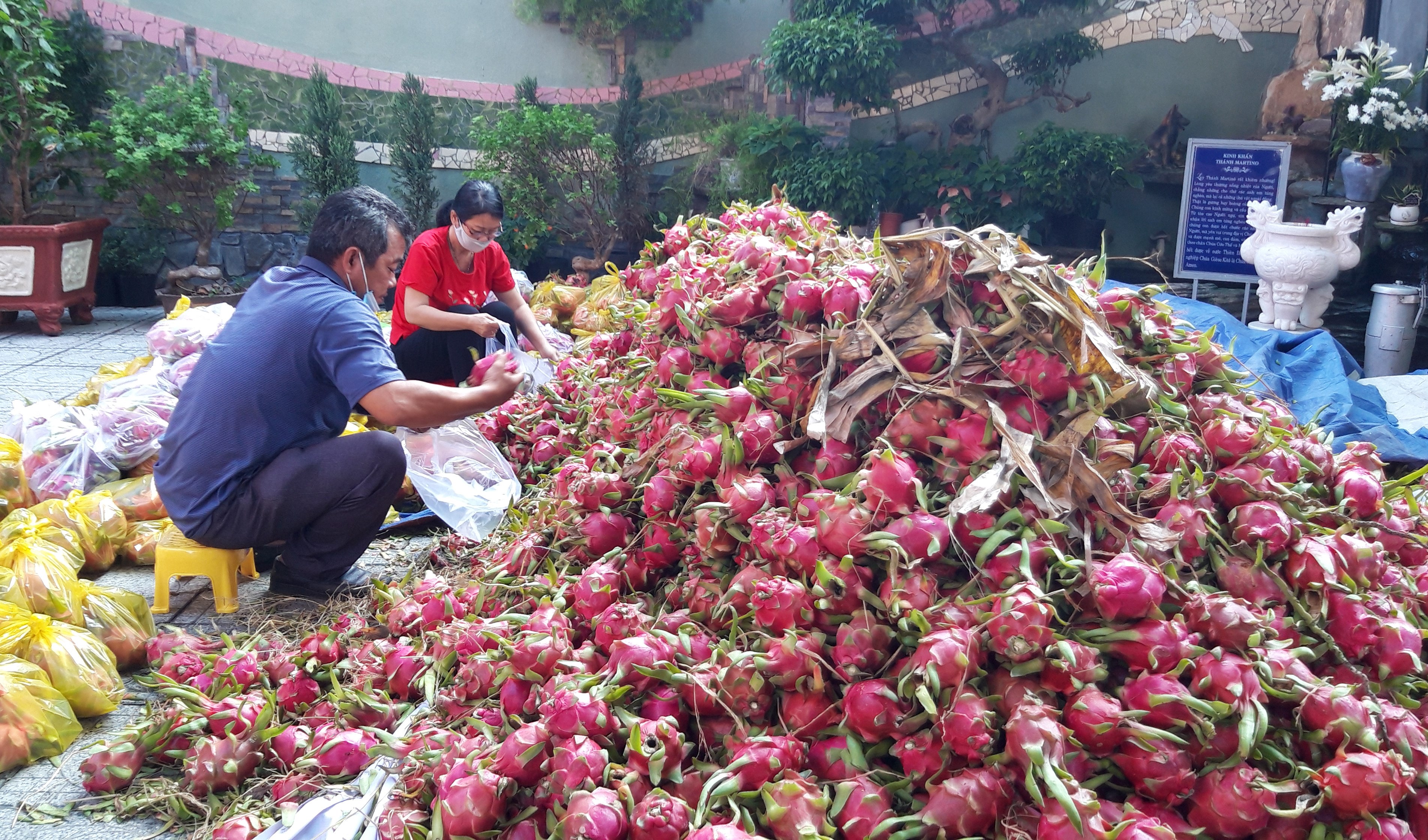 Giáo xứ Mai Khôi giúp nông dân tiêu thụ thanh long