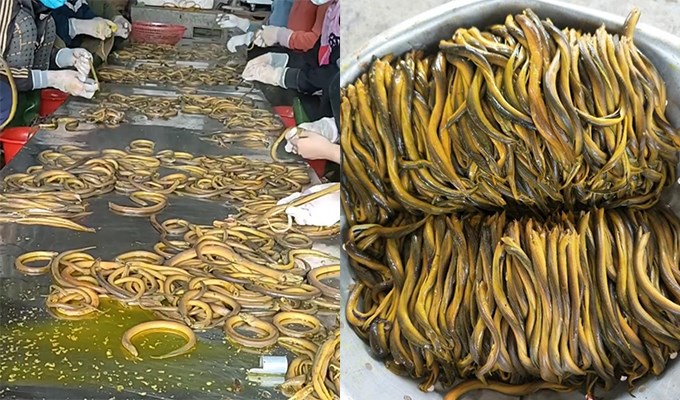 Sơ chế lươn đồng ở xứ đạo Rú Ðất