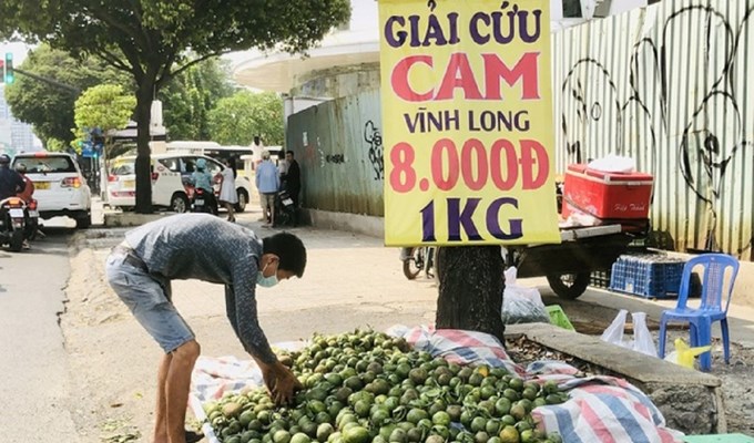 Cam sành rớt giá