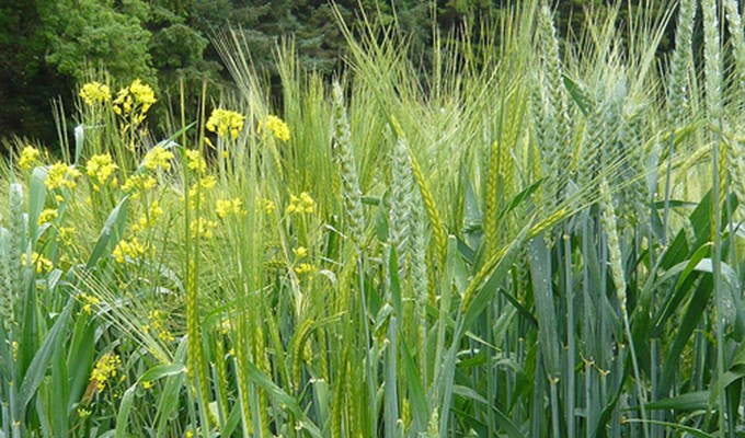 Lòng nhân ái bao dung