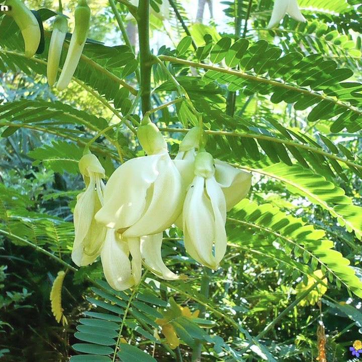 Đậm tình canh chua bông so đũa
