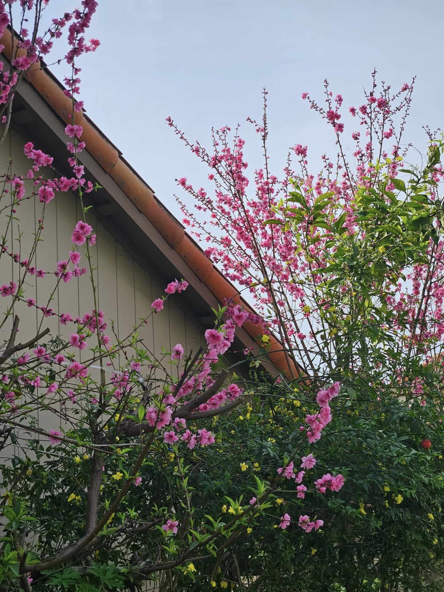 Xa quê, nhớ tết