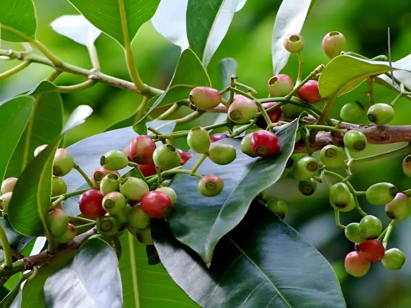 Gốc vối hướng về nguồn cội