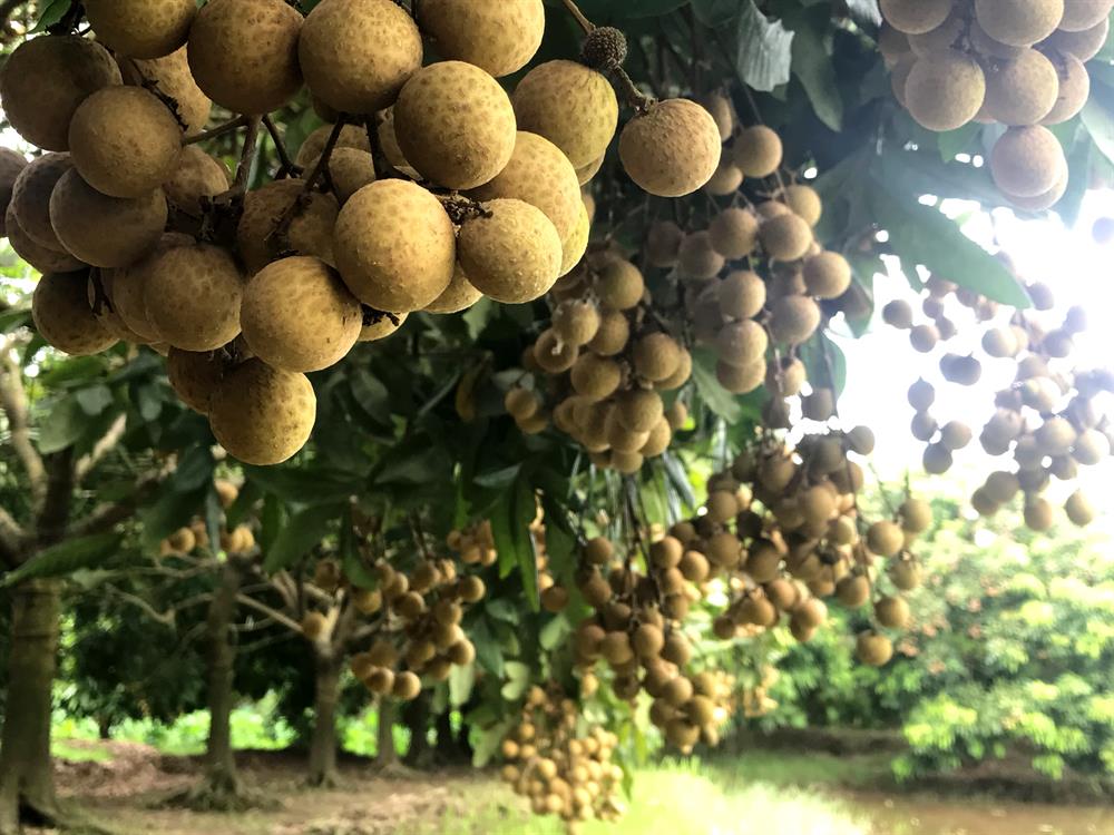 Vị ngọt ở vùng nước mặn