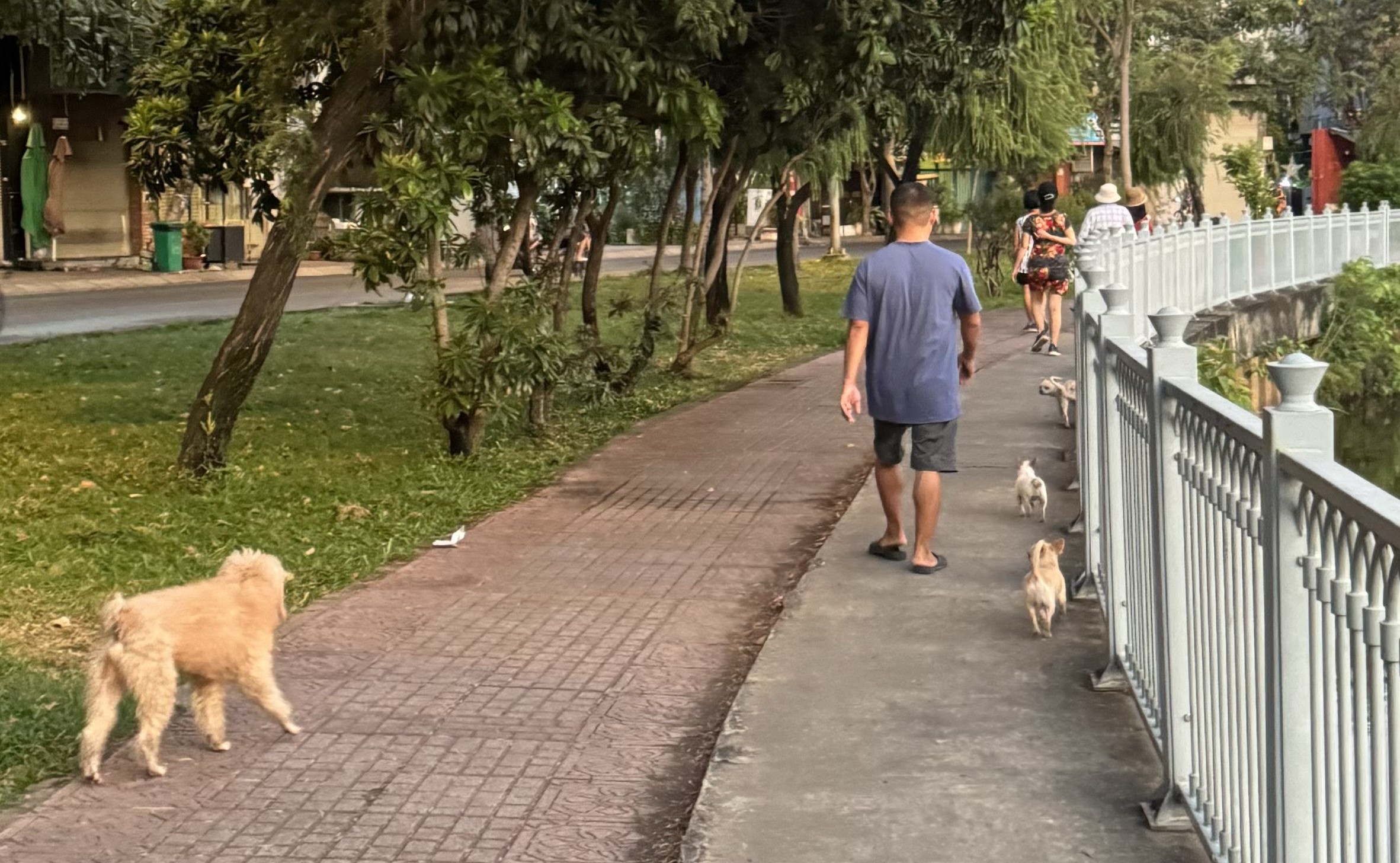 Họa từ chó thả rông nói hoài vẫn phải nói nữa