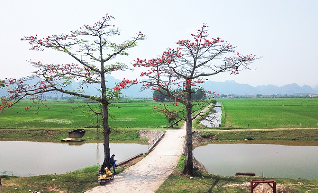 Hoa Gạo - Loài hoa thôn quê